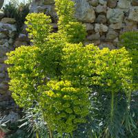 La Barillère - jardin